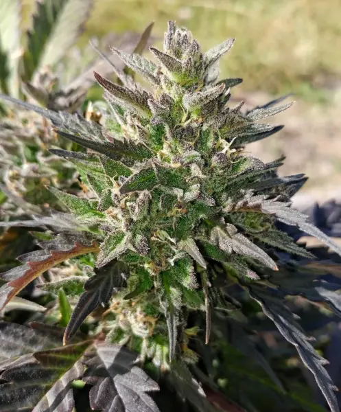 Creme Bubbly by Mephisto Genetics