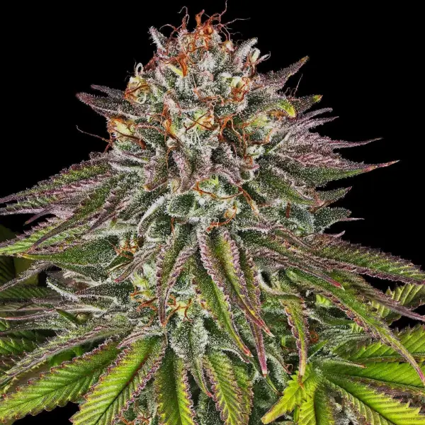 Critical Kush (F) by Barney's Farm