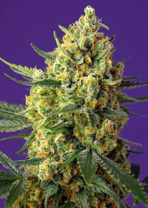 Crystal Candy XL Auto Sweet Seeds