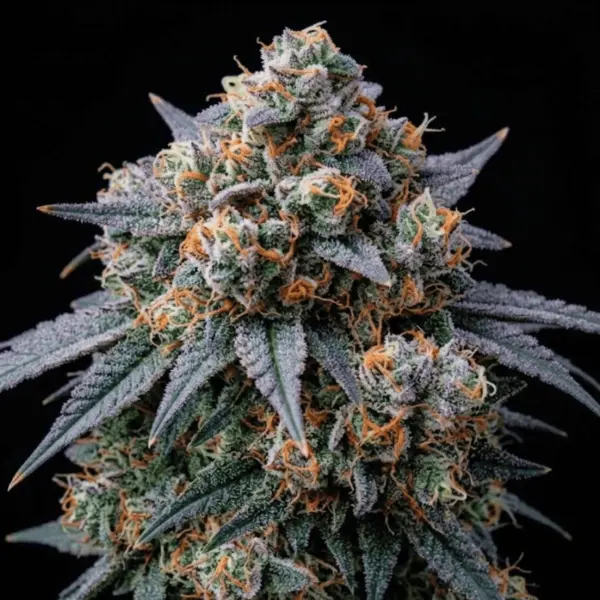 Deadly Resin Cannabis Seeds by Tastebudz Genetics