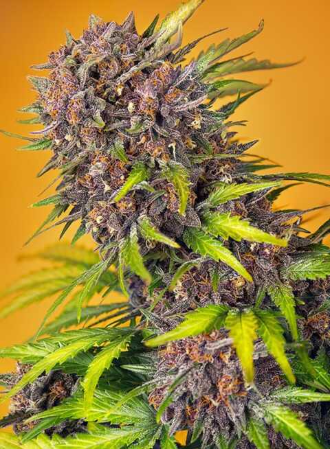 Close-up of a vibrant Diablo Rojo XL Auto (F) cannabis plant, showcasing dense, purple-hued buds and green leaves against an orange background.