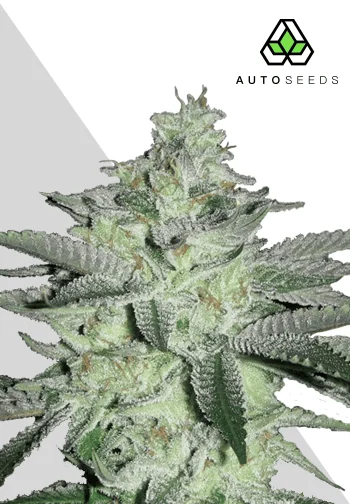 Auto Seeds > Diesel Berry Auto cannabis seeds, marijuana seeds, weed seeds