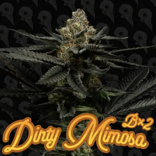 Dirty Mimosa Bx2 (R) by Dirty Bird Genetics