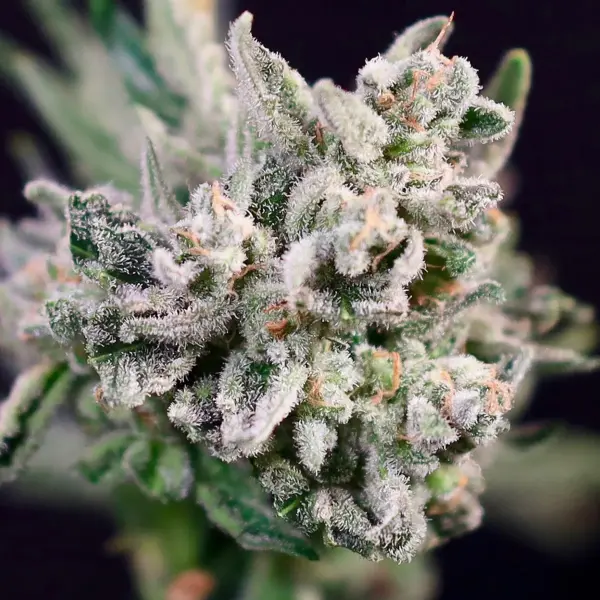Divorce Cake (F) by Atlas Seed