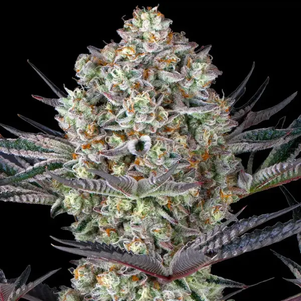 Dos Si Dos 33 (F) by Barney's Farm