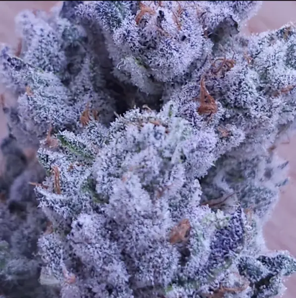 Drip City Cannabis Seeds by In House Genetics