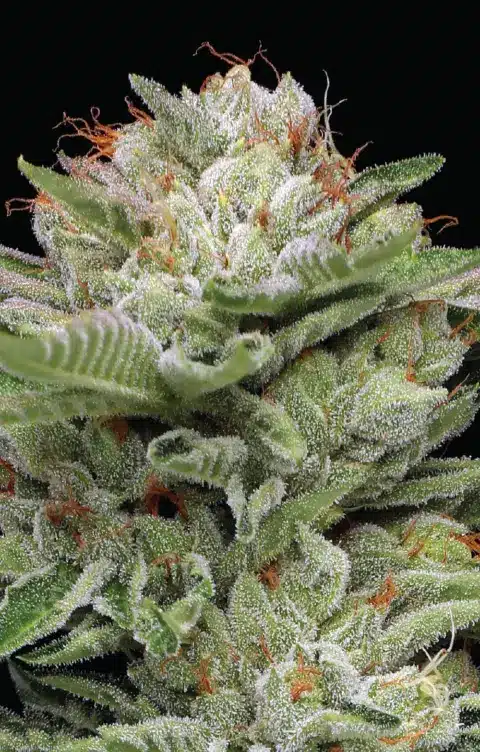 Close-up of a Durban Poison Auto - HUMBOLDT SEEDS cannabis flower with visible trichomes and orange pistils against a black background.