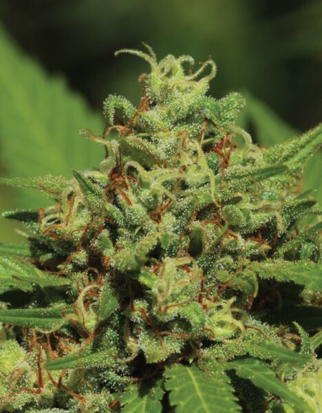 Emerald Fire OG Auto Humboldt Seed Co