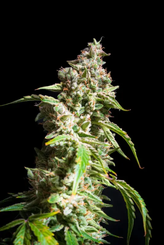 ET Munchies Cannabis Seeds by Mephisto Genetics