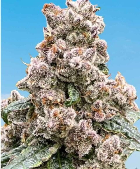 Close-up of a dense, frosty cannabis bud with visible trichomes and a mix of green and purple hues, resembling Frosted Raspberries S1, against a clear blue sky.