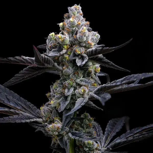 Garlic Cookies Cannabis Seeds by Barney's Farm