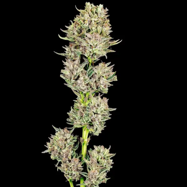 Garlic Jam Auto by Atlas Seed