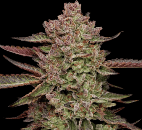 humboldt seed company gazzurple fem