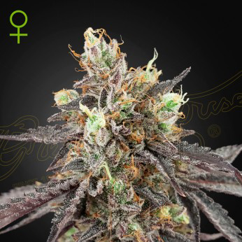 gelato 41 x gelato 41 cannabis seeds by greenhouse seed co