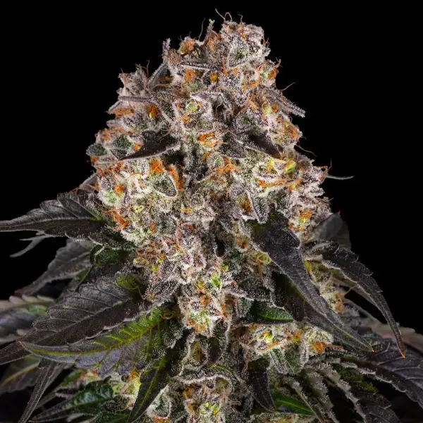 Girl Scout Cookies (F) by Barney's Farm