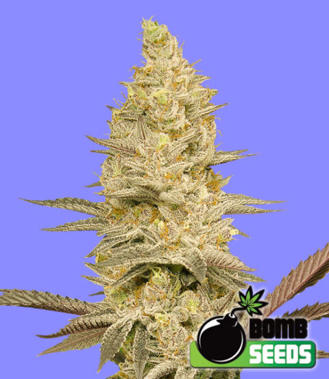 Bomb Seeds > Glookie Bomb cannabis seeds, marijuana seeds, seed seeds