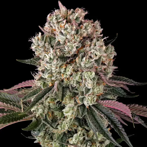 Glookies (F) by Barney's Farm