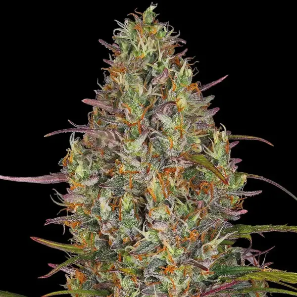 Glue Gelato Auto by Barney's Farm