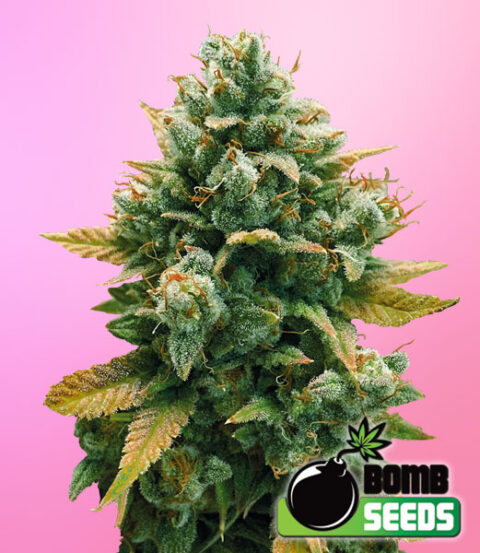 Bomb Seeds > Godfather Bomb cannabis seeds, marijuana seeds, weed seeds