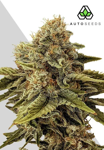 Auto Seeds > Godfather OG Auto cannabis seeds, marijuana seeds, weed seeds