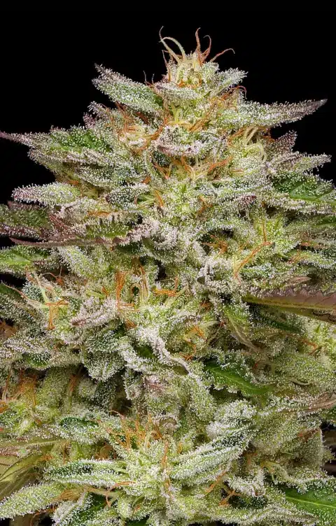Humboldt Seed Co > Golden Sands