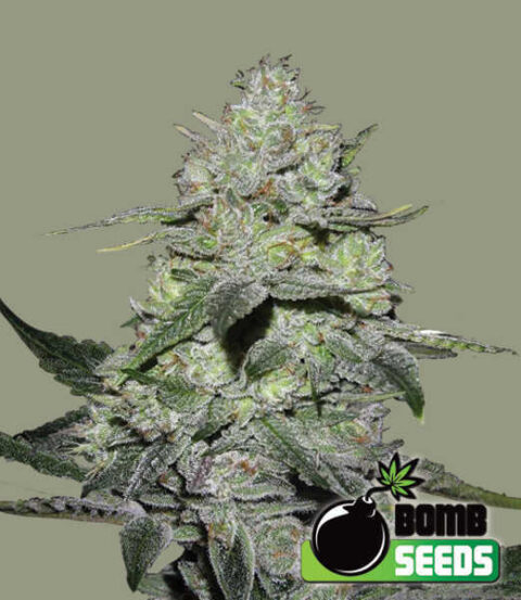 Bomb Seeds > Gorilla Bomb cannabis seeds, marijuana seeds, weed seeds