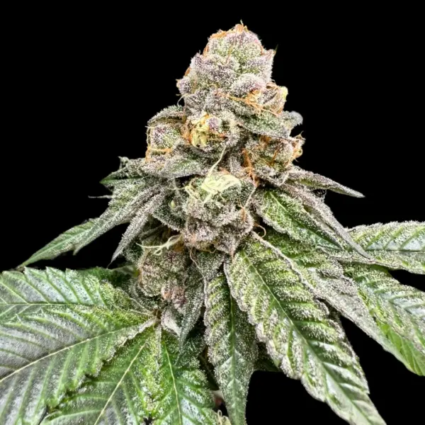 Gorilla Burger Cannabis Seeds By Atlas Seed