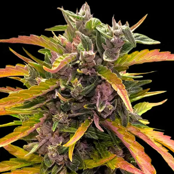 GG4 Auto (Formerly Gorilla Glue Auto) by Barney's Farm