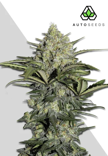 Auto Seeds > Gorilla Glue Auto cannabis seeds, marijuana seeds, weed seeds