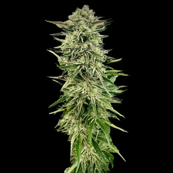 Gorilla Guava Cannabis Seeds By Atlas Seed