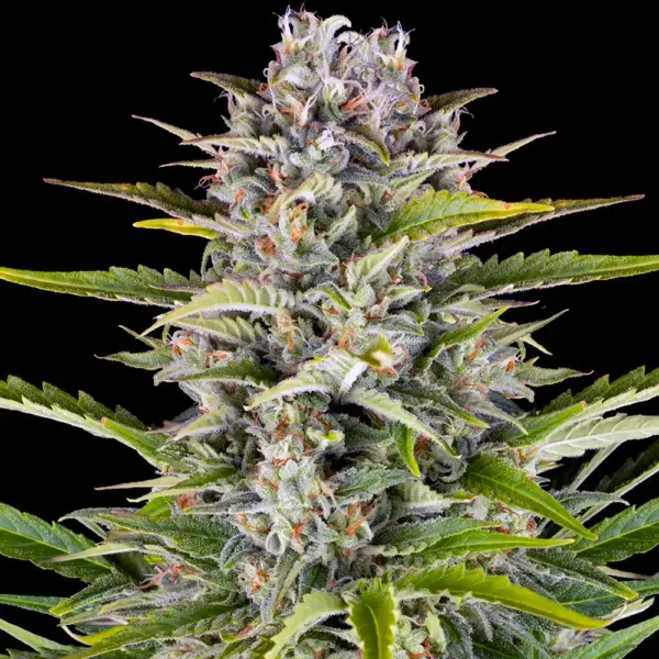 Gorilla Z Auto Cannabis Seeds by Barney's Farm