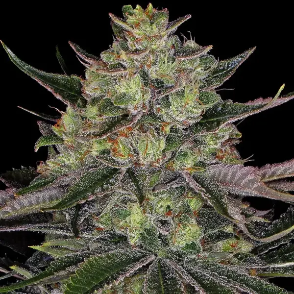 Gorilla Z Cannabis Seeds by Barney's Farm