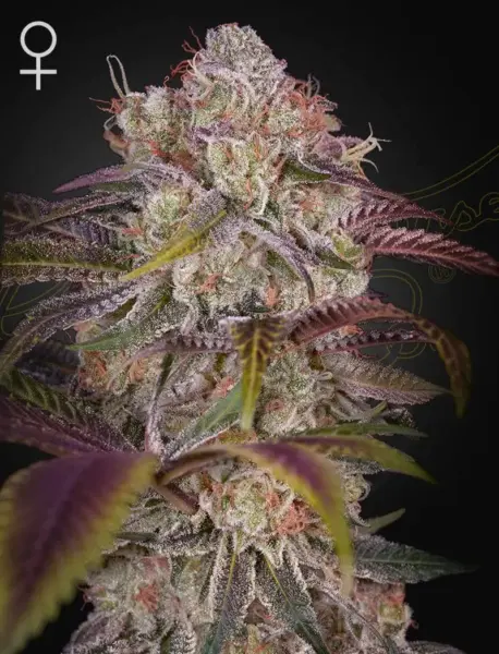 Gran Jefa Cannabis Seeds by Greenhouse Seed Co.