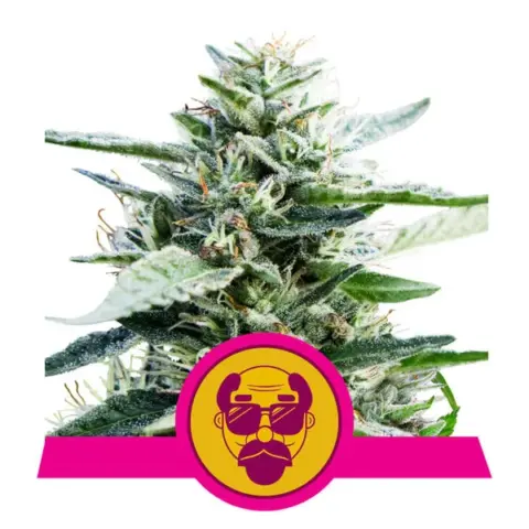 Royal Queen > Granddaddy Purple F