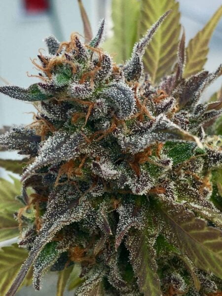 Diamondnugz Grape Snowcone