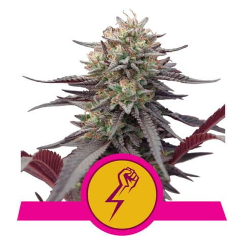 Royal Queen Seeds Green Crack Punch Fem