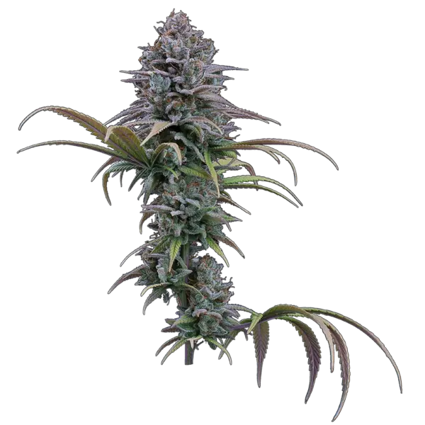grimm glue cannabis seeds by brothers grimm seeds
