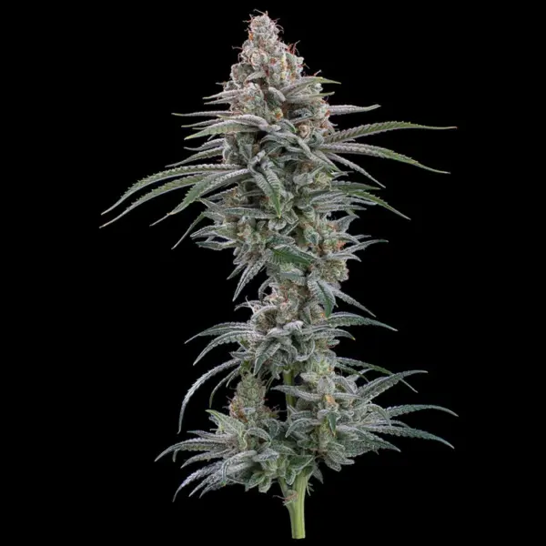 grimm mints cannabis seeds by brother grimm seeds