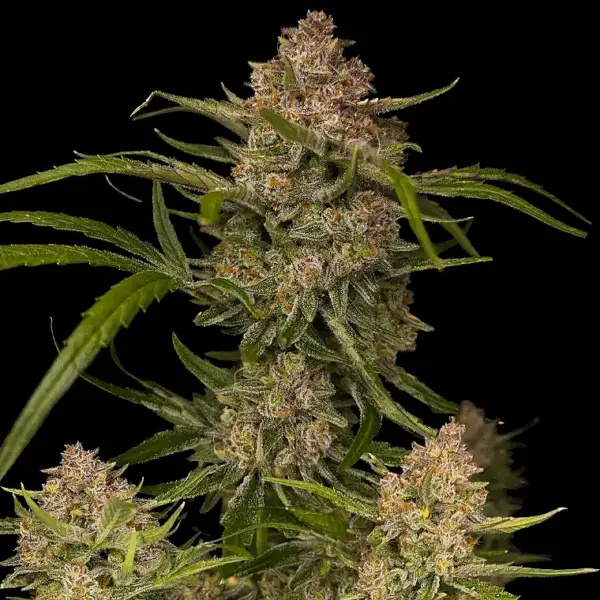 Guava Auto Cannabis Seeds by Fastbuds