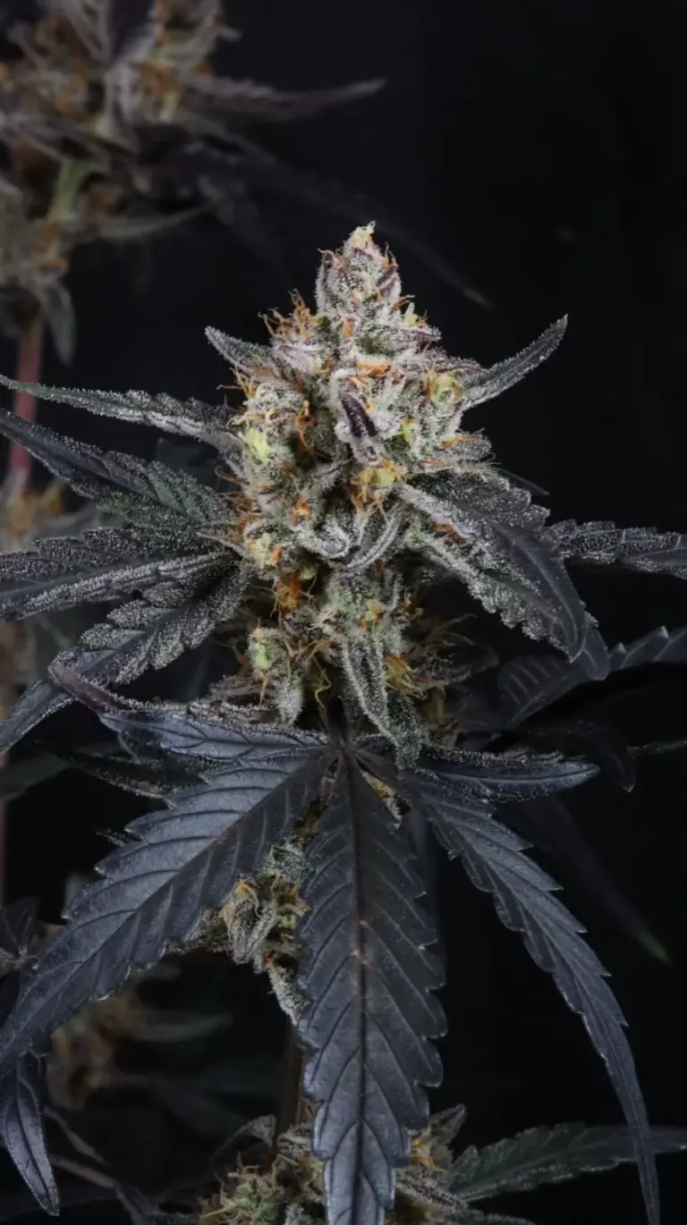 Guava Runtz Auto Cannabis Seeds by Fast Buds