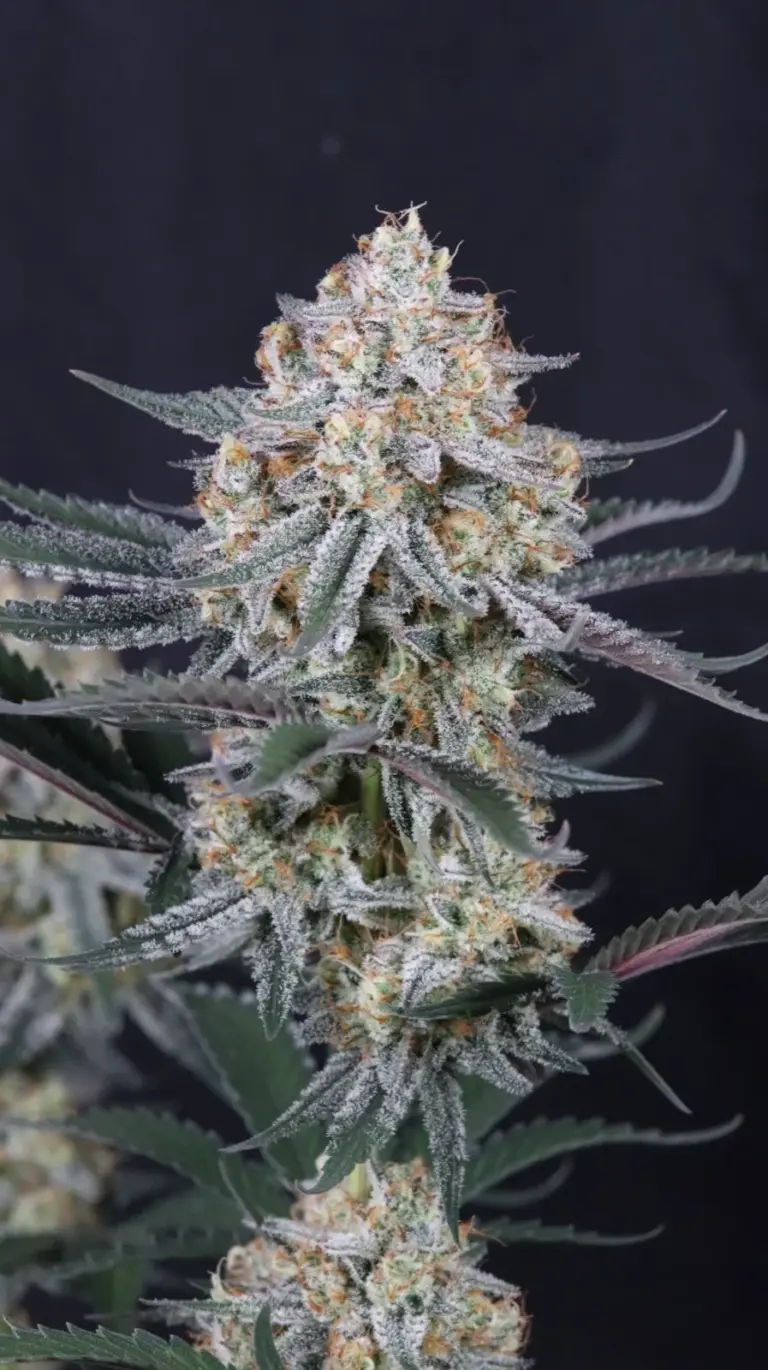 Guava Sundae Auto Cannabis Seeds by Fastbuds