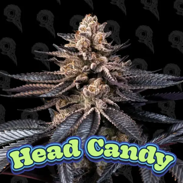 Head Candy Cannabis Seeds by Dirty Bird Genetics