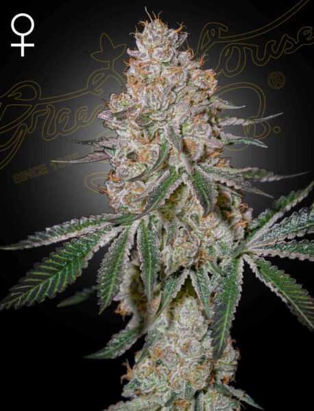 Close-up of a High CloudZ (F) cannabis plant with dense, frosty buds and vibrant green leaves. A female symbol is shown in the upper left corner. Cannabis Seeds by Greenhouse Seed Co.