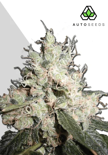 Auto Seeds > Hijack Auto cannabis seeds, marijuana seeds, weed seeds