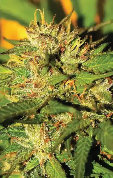 humboldt seed company humboldt headband auto