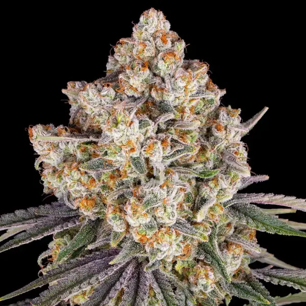 Ice Cream Cake (F) by Barney's Farm