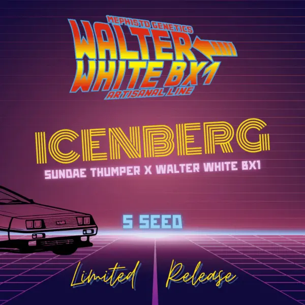 icenberg auto cannabis seeds by mephisto genetics