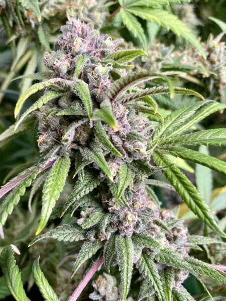 Diamondnugz ICU Bx