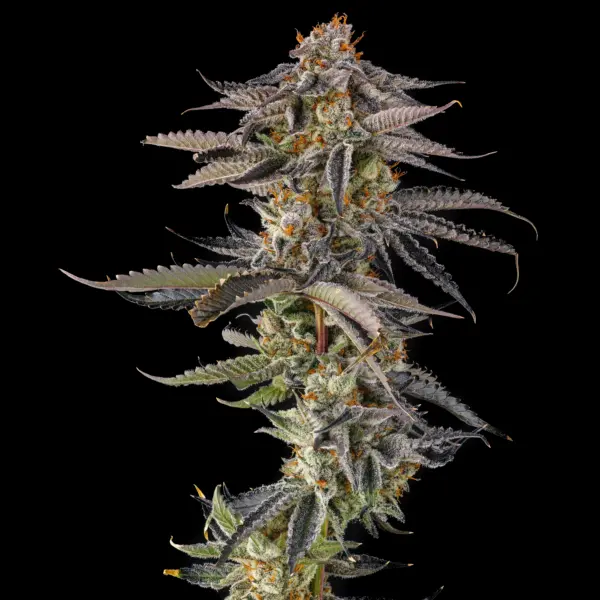JAHrassic Cannabis Seeds by Compound Genetics