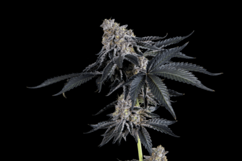 Mosca Seeds James Loud Collab Rhapsody